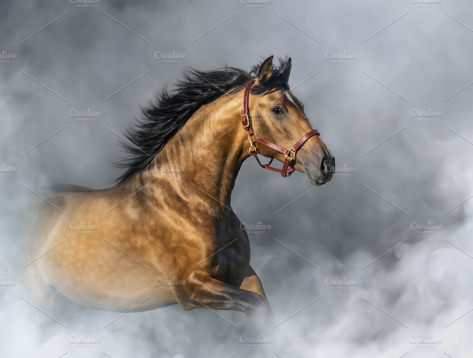Purebred Spanish Horse in halter, an Animal Photo by Horses and Dogs