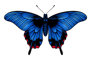 Blue Swallowtail Butterfly Vector