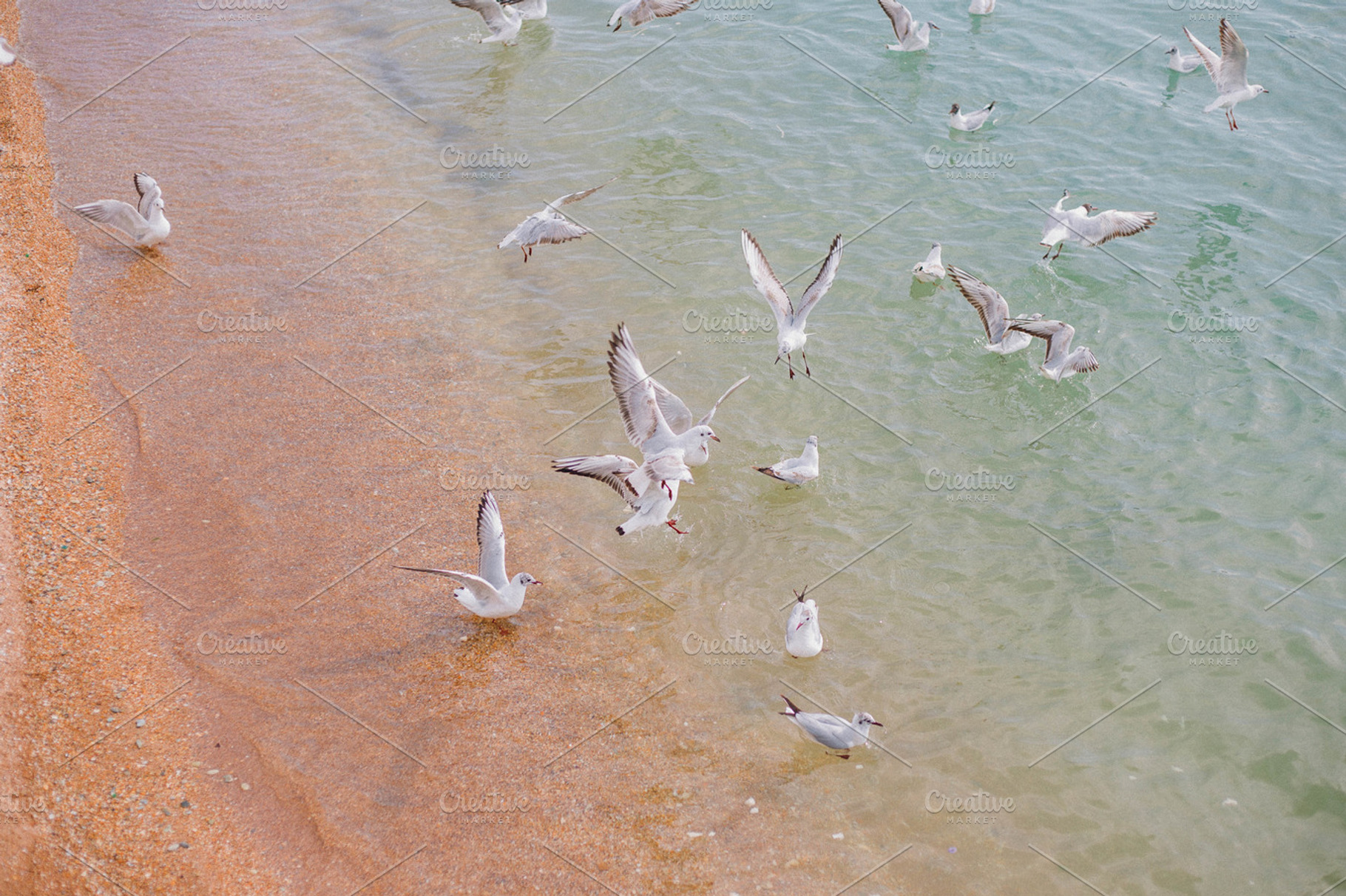 seagulls on the sea, a Nature Photo by Viktoriya Isaeva