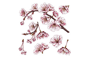Cherry branches with pink flowers, an Object Illustration by Sabelskaya