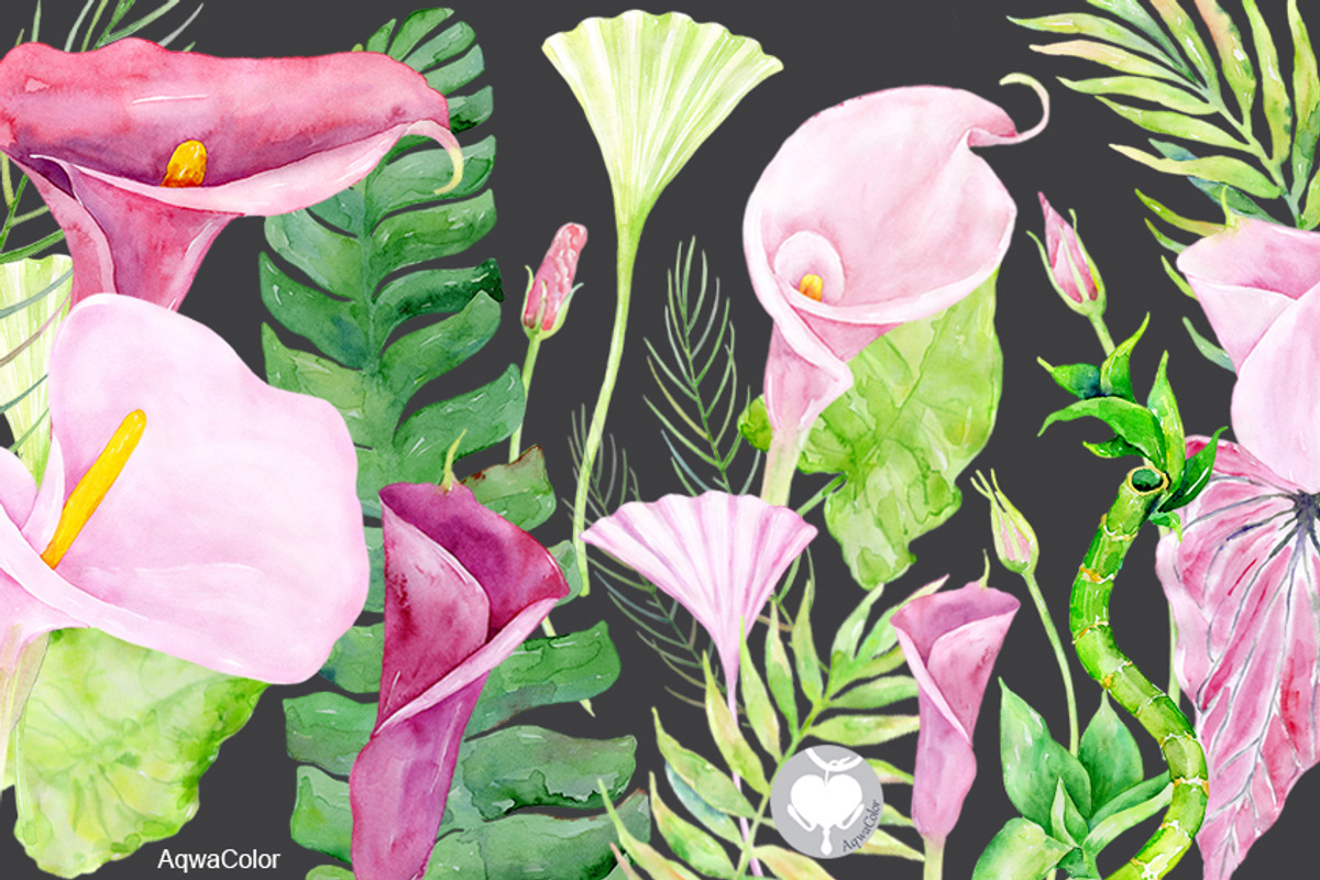 Watercolor clipart Pink Calla, an Illustration by AqwaColor (Photo 3 of 3)