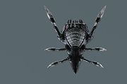 Monster Bug, a Characters & Person 3D Model by NojskaAksjon (Thumbnail 7 of 22)