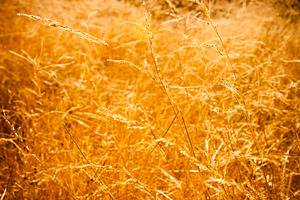 Golden Grass Background, a Nature Photo by THP Creative