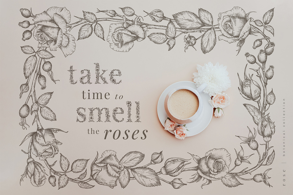 rose | botanical illustrations, an Illustration by Sophia J Caldwell (Photo 2 of 23)