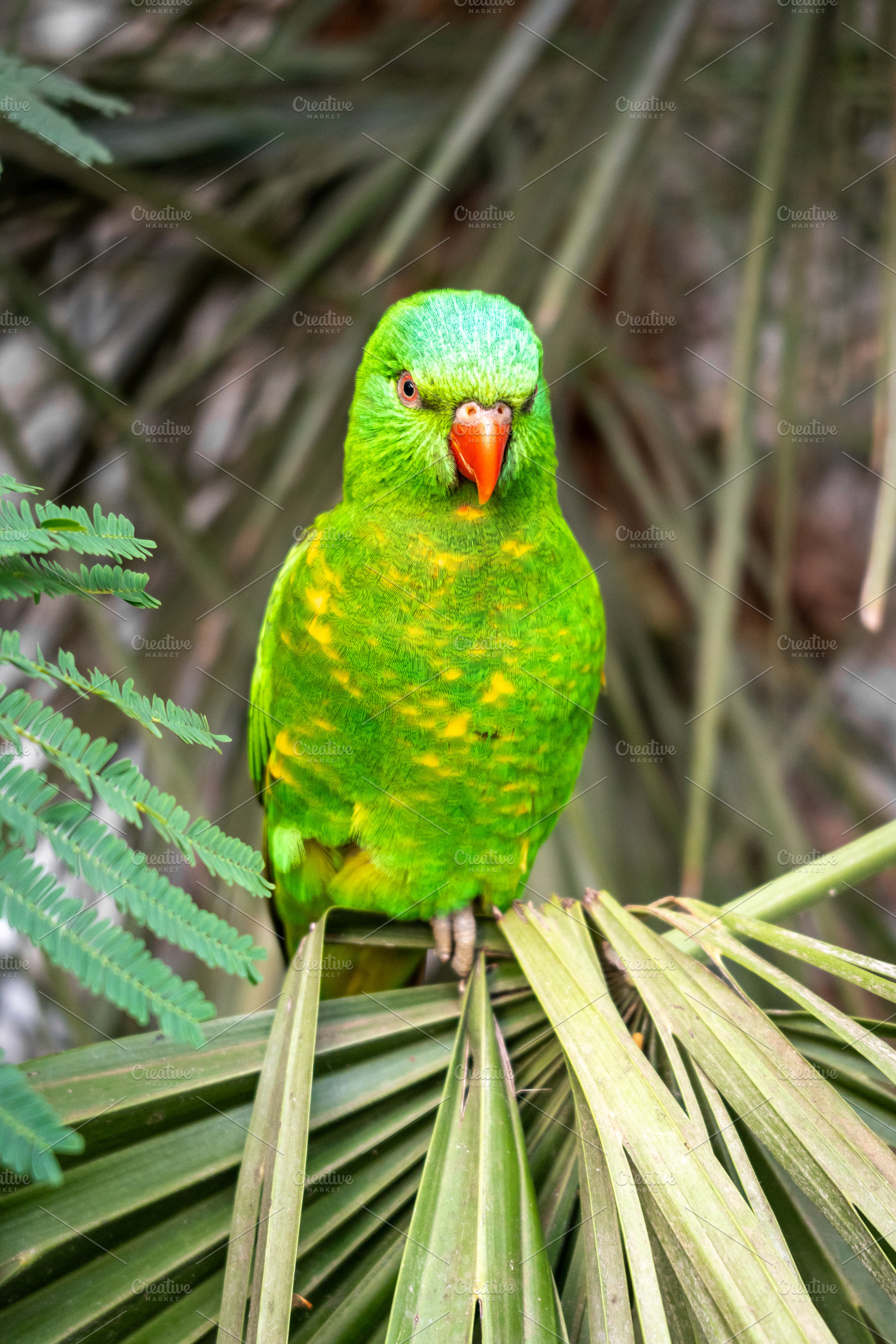 Green lorikeet perched among tropical leaves on Kangaroo Island,, an Animal Photo by GoodGoods