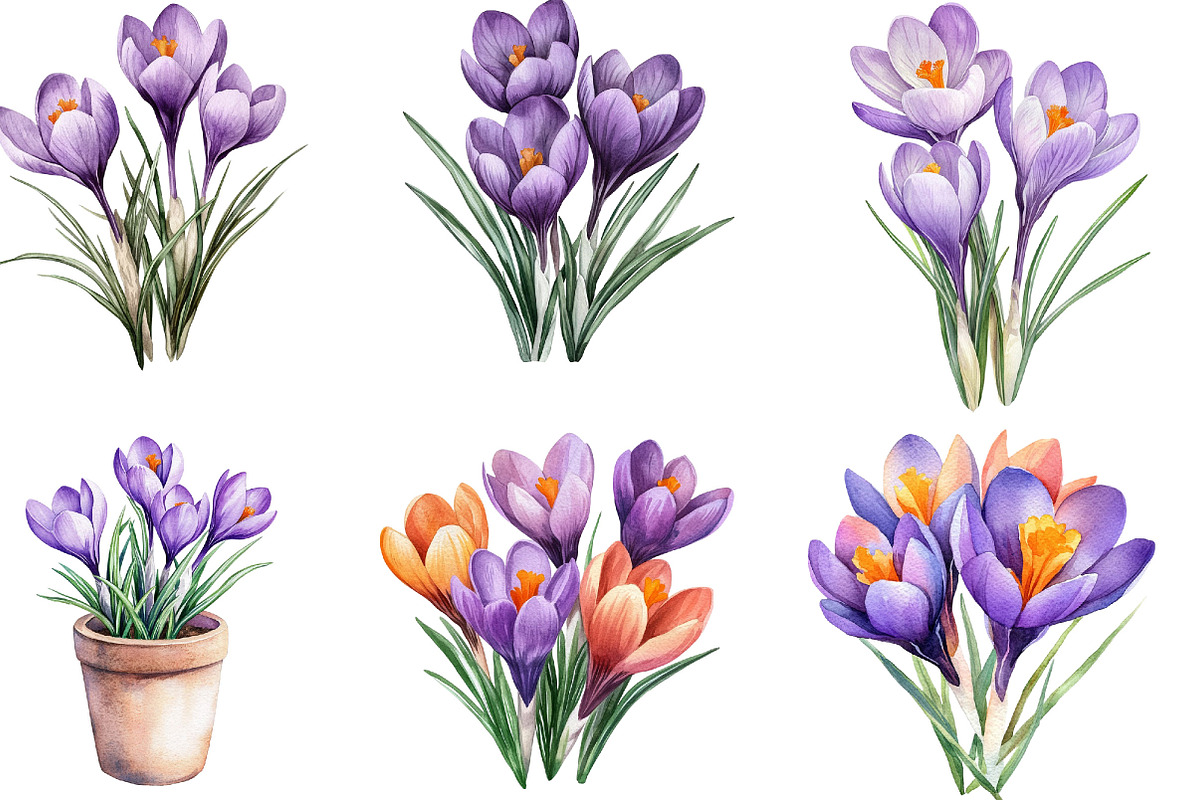 Watercolor Crocus Flowers Clipart, an Illustration by Designking (Photo 5 of 5)
