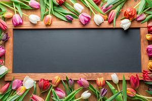 Tulip frame. Spring background., a Holiday Photo by Volff