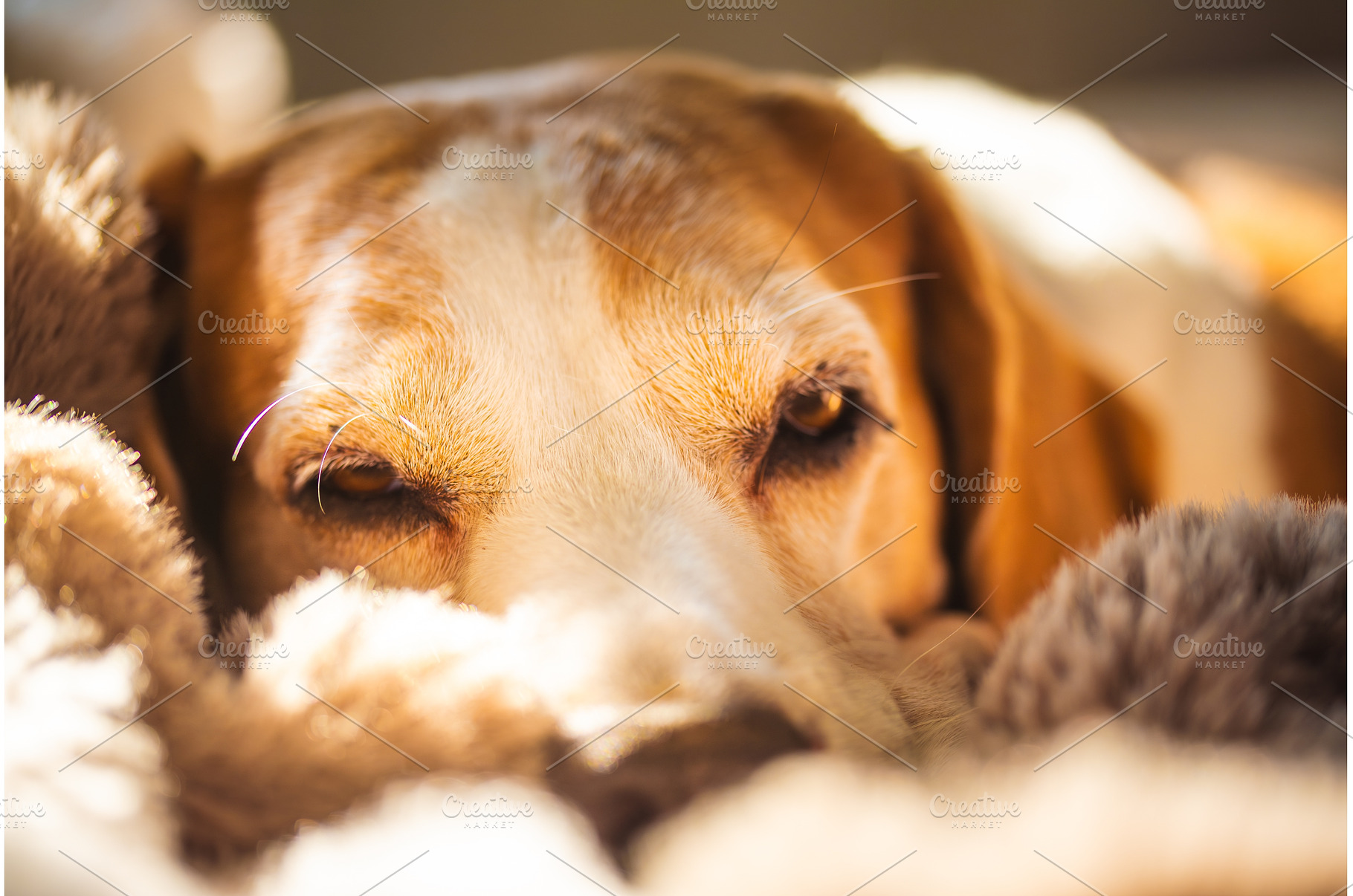 Beagle dog resting on a soft blanket, an Animal Photo by MadPhotos