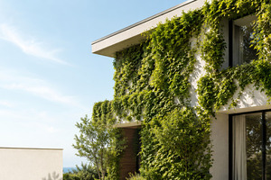 Green facade house in summer sunligh, a Photo by Dvoevnore photos