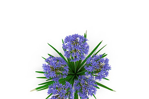 Agapanthus Africanus Flower