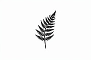Elegant Fern Leaf Silhouette Bundle, an Illustration by Designs_River (Thumbnail 7 of 9)