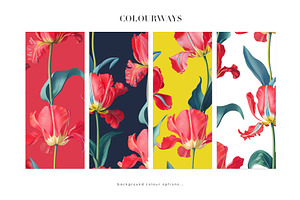 Tulip Blossoms, Luxury Prints & More