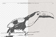 Birds of Various Species, an Animal Illustration by TheMountBirdStudio (Thumbnail 2 of 6)