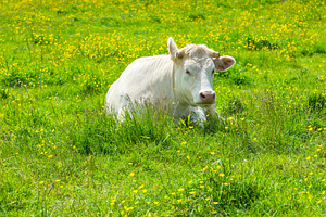 White Cow at the Green Meadow, an Animal Photo by Dvoevnore photos