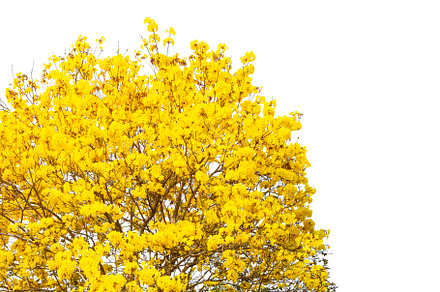 Golden Tree, Yellow Flowers Tree.