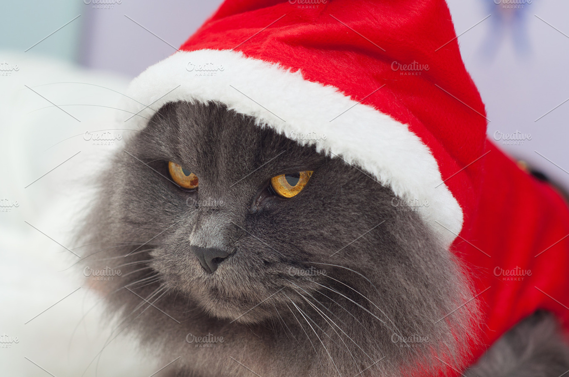 Beautiful gray cat with a Santa suit, an Animal Photo by Irantzu Arbaizagoitia