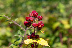 Close-up of ripe wild blackberries growing on a branch with green leaves, set a, an Industrial Photo by Ales Munt