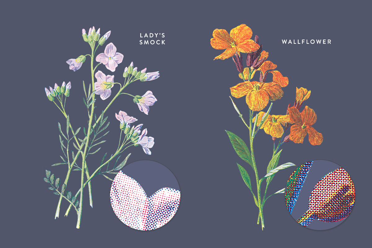 Vintage Flowers Vol.02 - Extra Large, an Illustration by Greta Ivy (Photo 7 of 16)