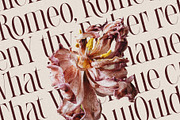 LaRuja - Light & Bold Serif Duo, a Serif Font by SilverStag Type Foundry (Thumbnail 6 of 17)