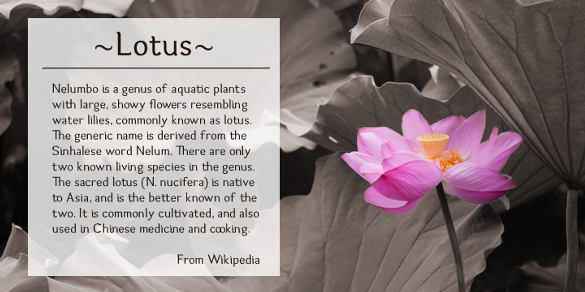 Hideko, a Serif Font by Khaito Gengo (Photo 5 of 7)