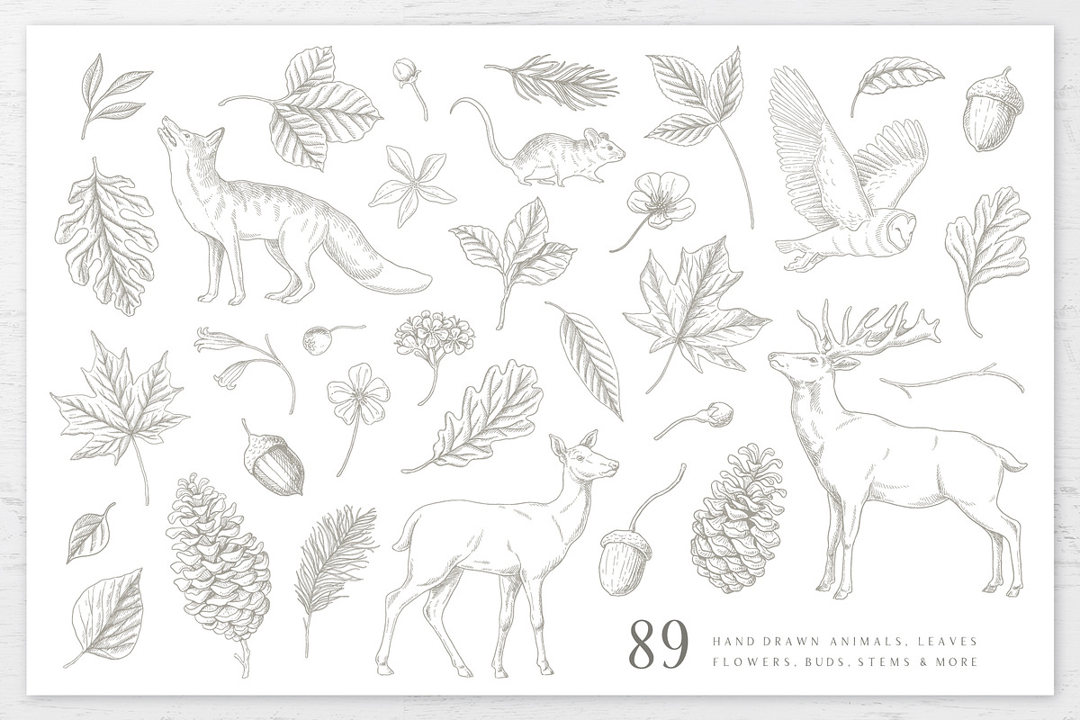 Woodland Wonders: 2 in 1 Graphic Set, a Decorative Illustration by rouxsupplyco (Photo 8 of 32)