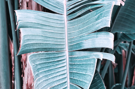 Tropical Banana Leaves Photo