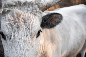 Extreme close-up of a white bull's face and horn in warm natural, an Animal Photo by Ales Munt