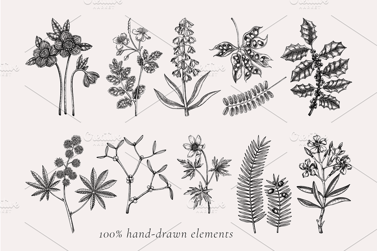 Poisonous Plant Vector Illustrations, an Object Graphic by Yevheniia (Photo 4 of 11)
