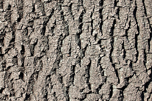 bark of the tree, a Photo by saiko3p
