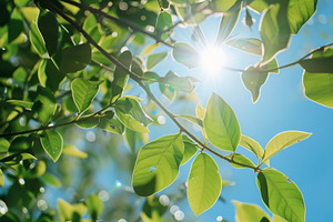 Sunlight filters through green leave, a Photo by Iftikhar Alam