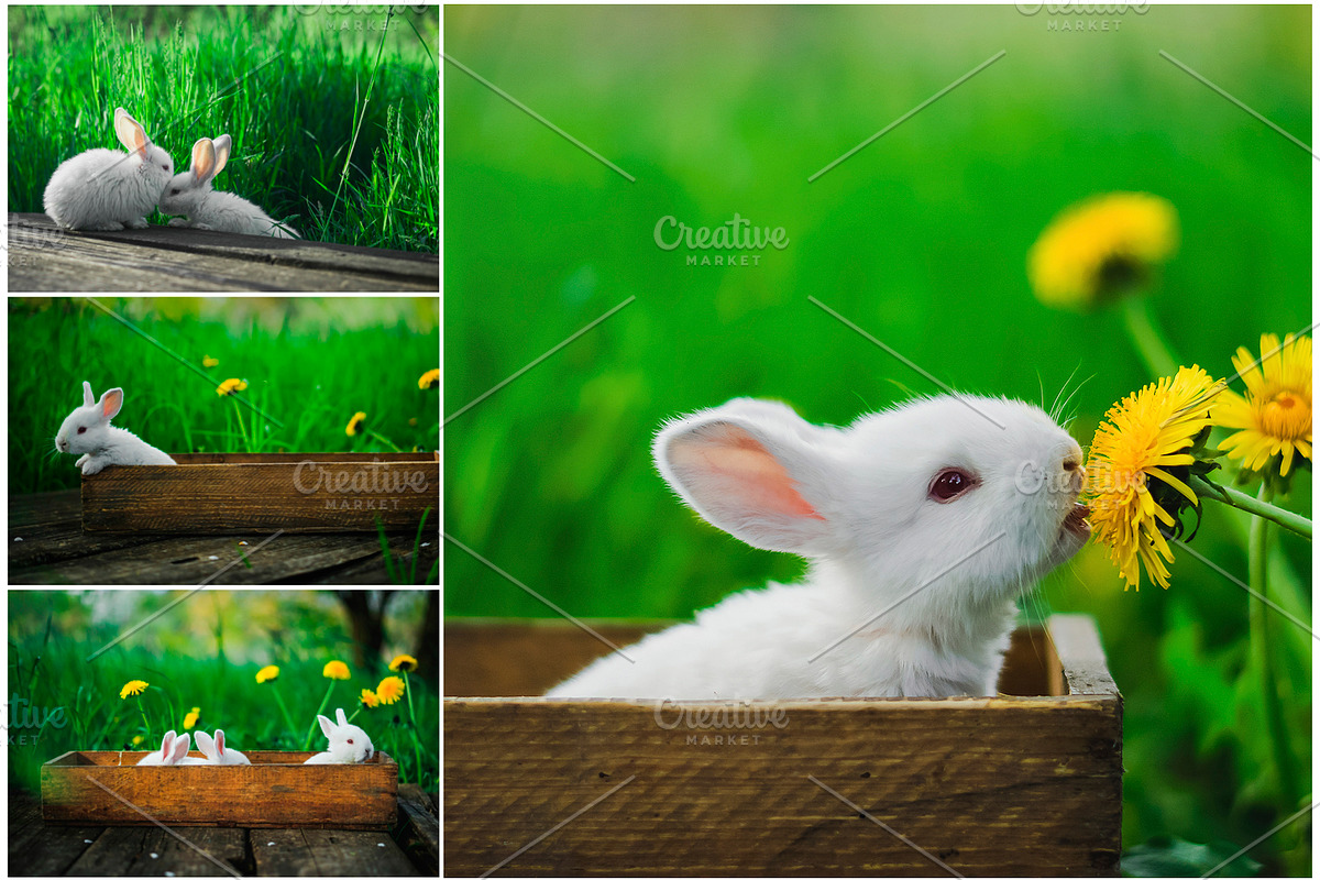 Spring Rabbits Stock Photo Bundle, a Social Media Template by Elijah (Photo 2 of 5)