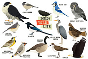 Forest wild life Birds, an Object Graphic by Nenilkime (Thumbnail 1 of 2)