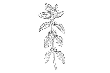 Marrubium Vulgare Horehound Drawing