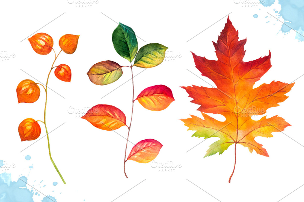 Autumn leaves. Watercolor set., a Decorative Illustration by AlexGreenArt (Photo 4 of 11)