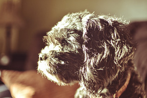 Dog in sunlight