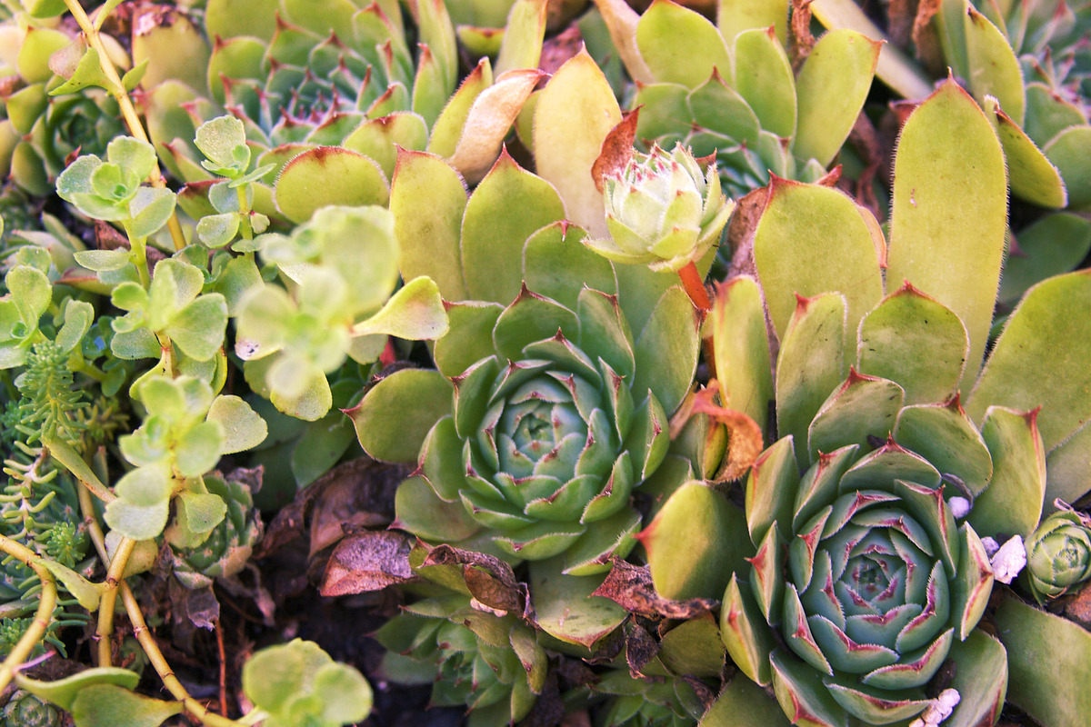 Summer Garden Collection, a Photo by Paper City Design (Photo 5 of 21)