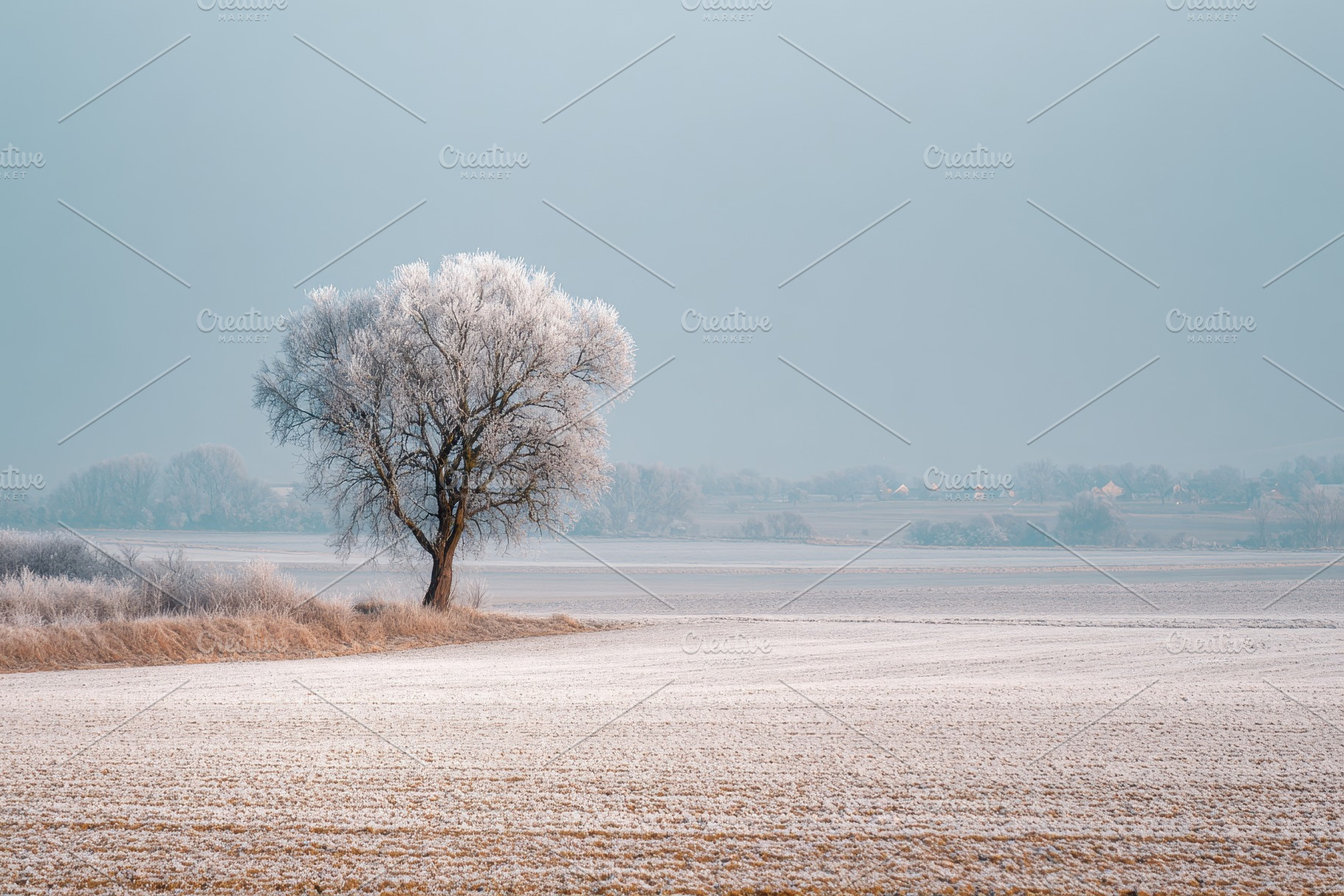 Frost covers a lonely tree in a wide, a Photo by Pavel_design