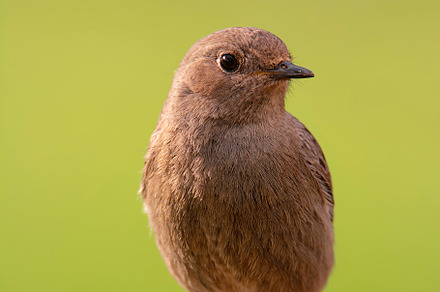 Female Common redstart in the forest., an Animal Photo by CreativePhotoSpain