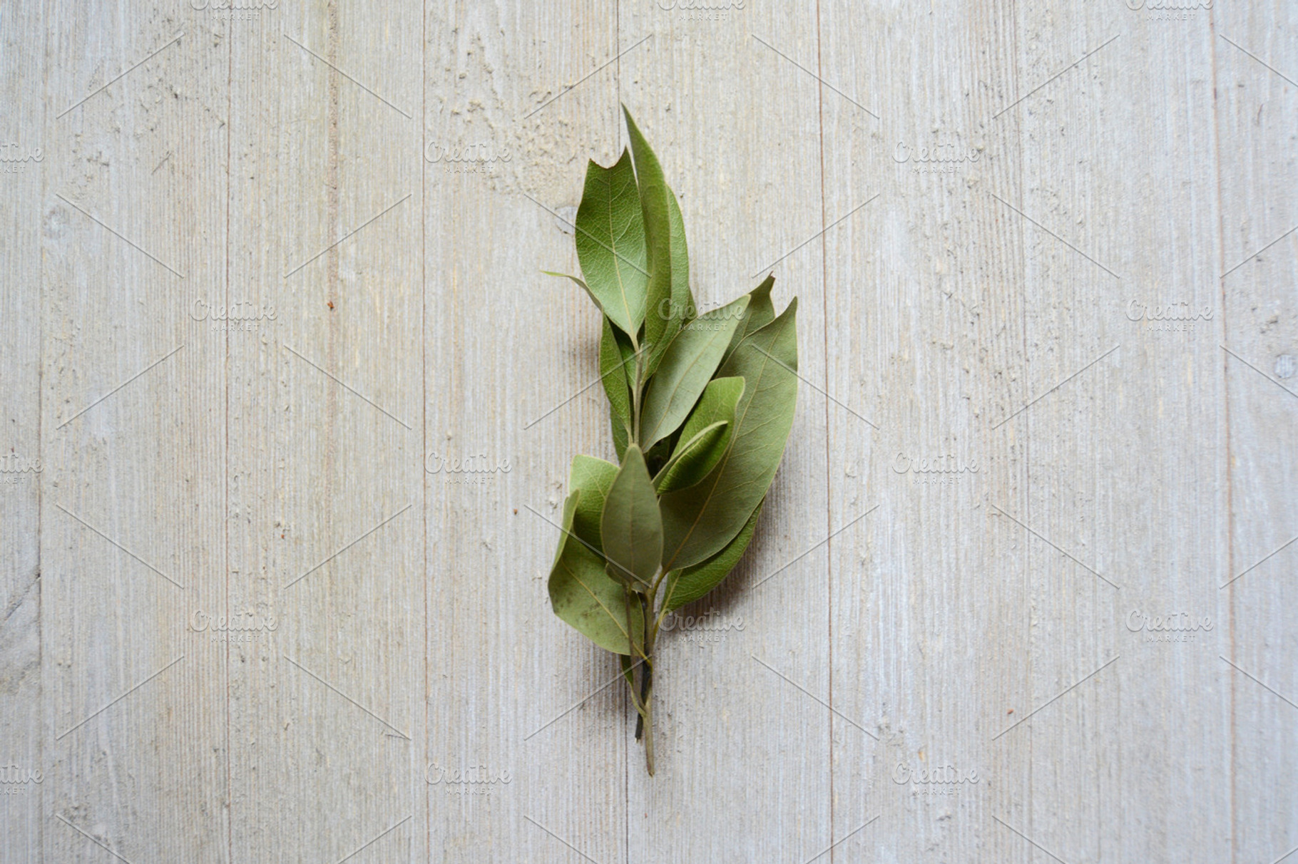 Sprig of Greenery, a Beauty & Fashion Photo by Stitch & Shutter Stock