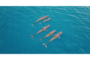 Family of pilot whales swimming in, an Animal Photo by Goinyk