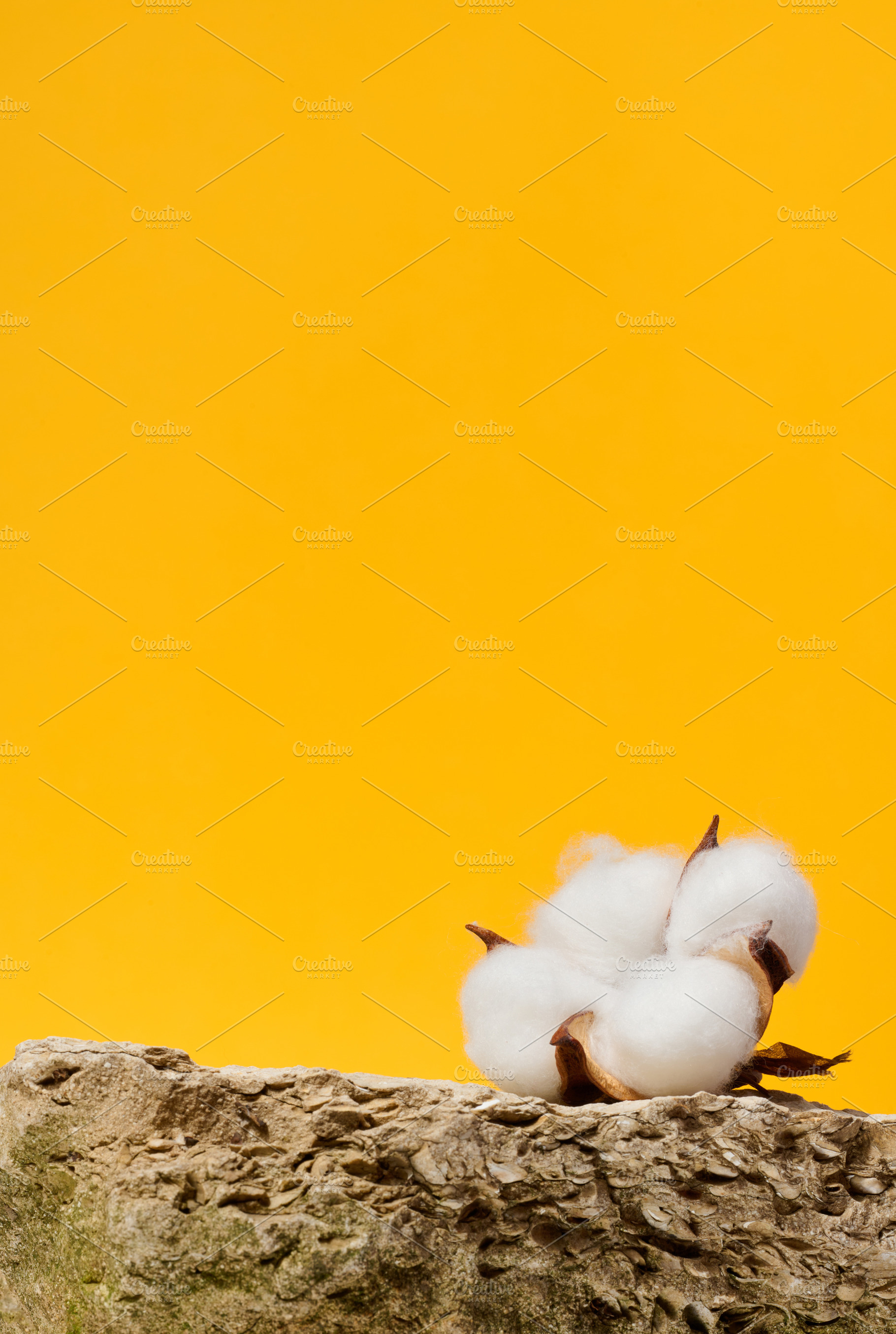 Stone and white cotton flower bud on yellow background, stage fo, an Abstract Photo by ndanko