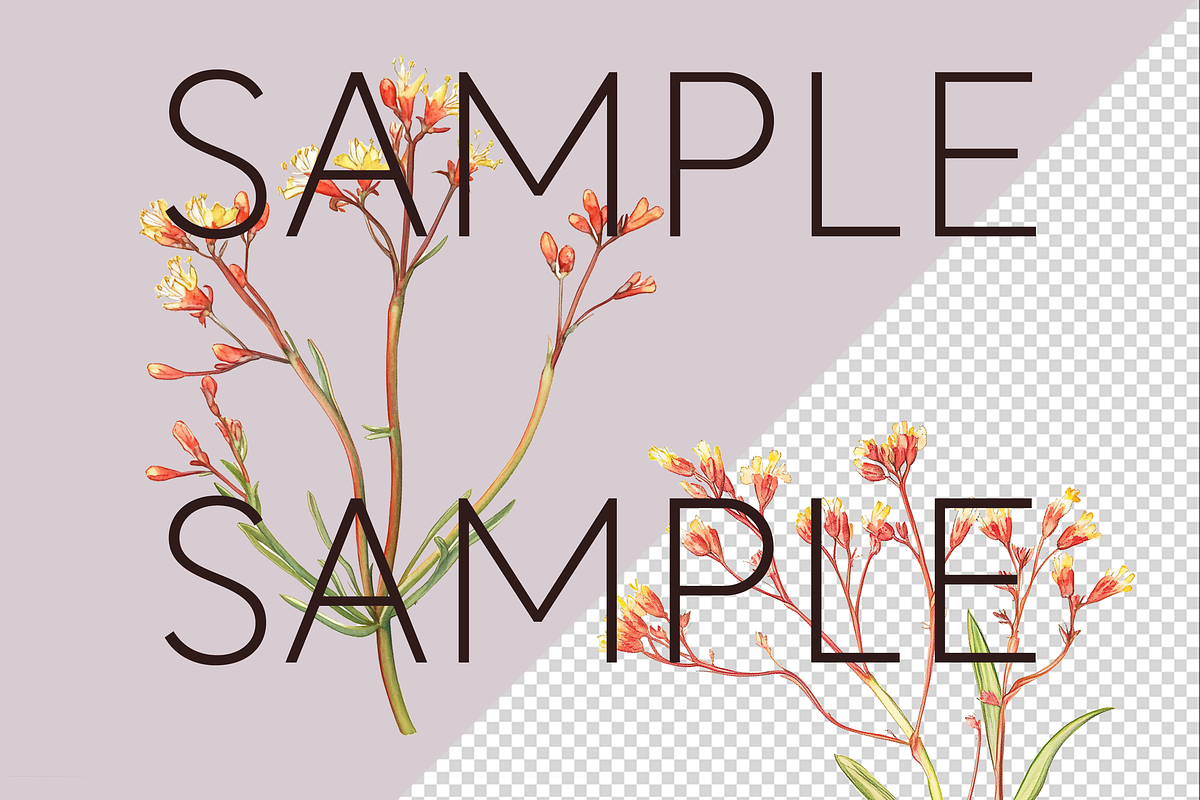 Kangaroo Paw Australian Clipart, a Decorative Illustration by Pawcasso's Portraits (Photo 3 of 6)