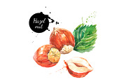 Watercolor Nuts Vector Set, a Food Illustration by Elena Pimonova (Thumbnail 3 of 4)
