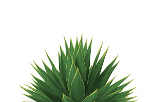 Agave