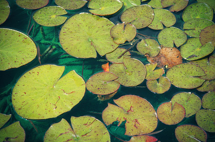 Lily Pads (Photo)