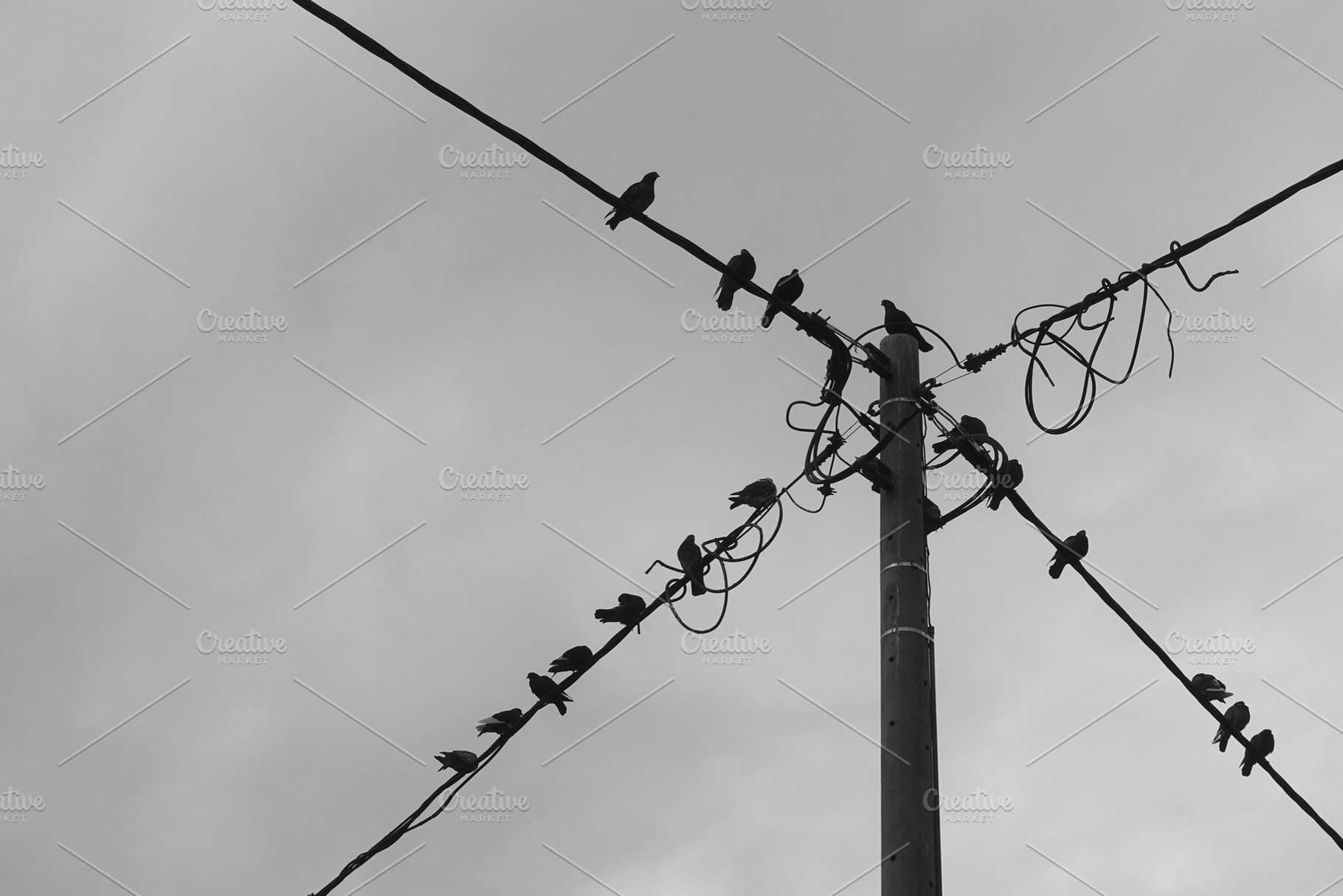 Pigeon Birds On Utility Pole Wires, an Animal Photo by sirylok