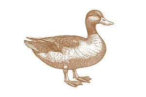 Duck, mallard sketch. Vintage retro, an Animal Illustration by Foxys Graphic