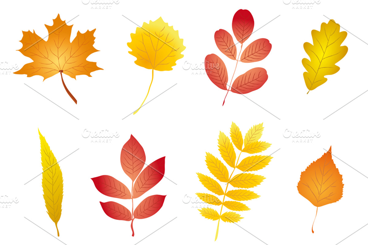 Colorful and nice autumn leaves set, an Object Graphic by María Arencibia
