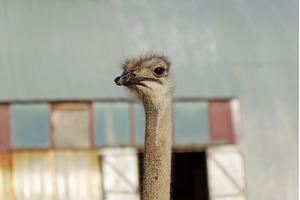 Ostrich gazes curiously at the, an Animal Photo by darksoul72