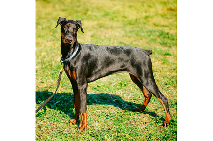 Black Doberman Dog On Green Grass, an Animal Photo by Our Amazing World